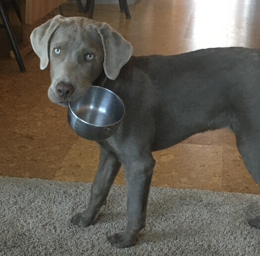 Puppy holding bowl