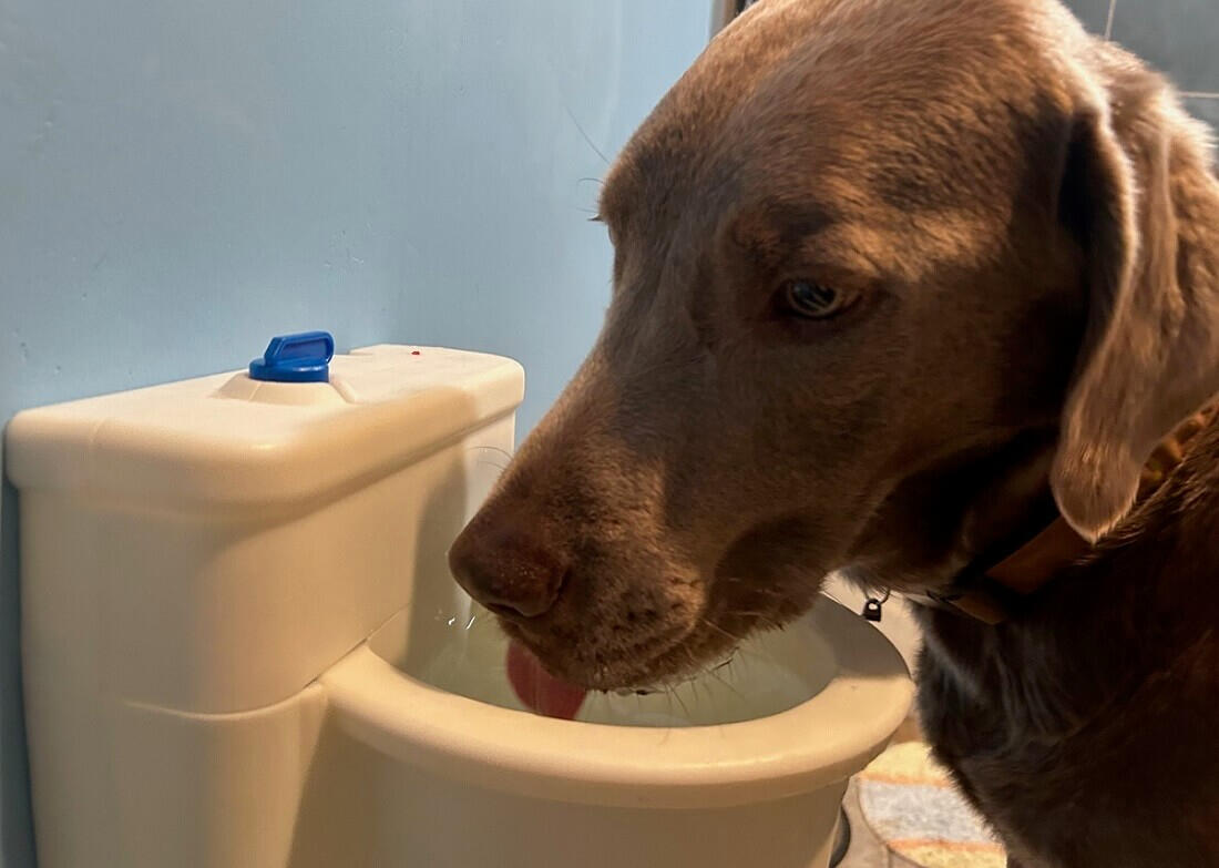 Dogs love it! Perfect for any sized dog....and even cats!